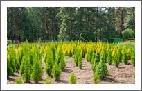 Our nursery-garden