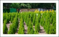 Our nursery-garden