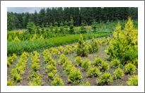 Our nursery-garden