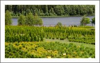 Our nursery-garden