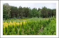 Our nursery-garden