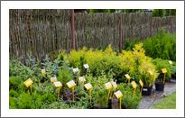 Our nursery-garden